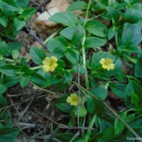 Mecardonia procumbens (Mill.) Small